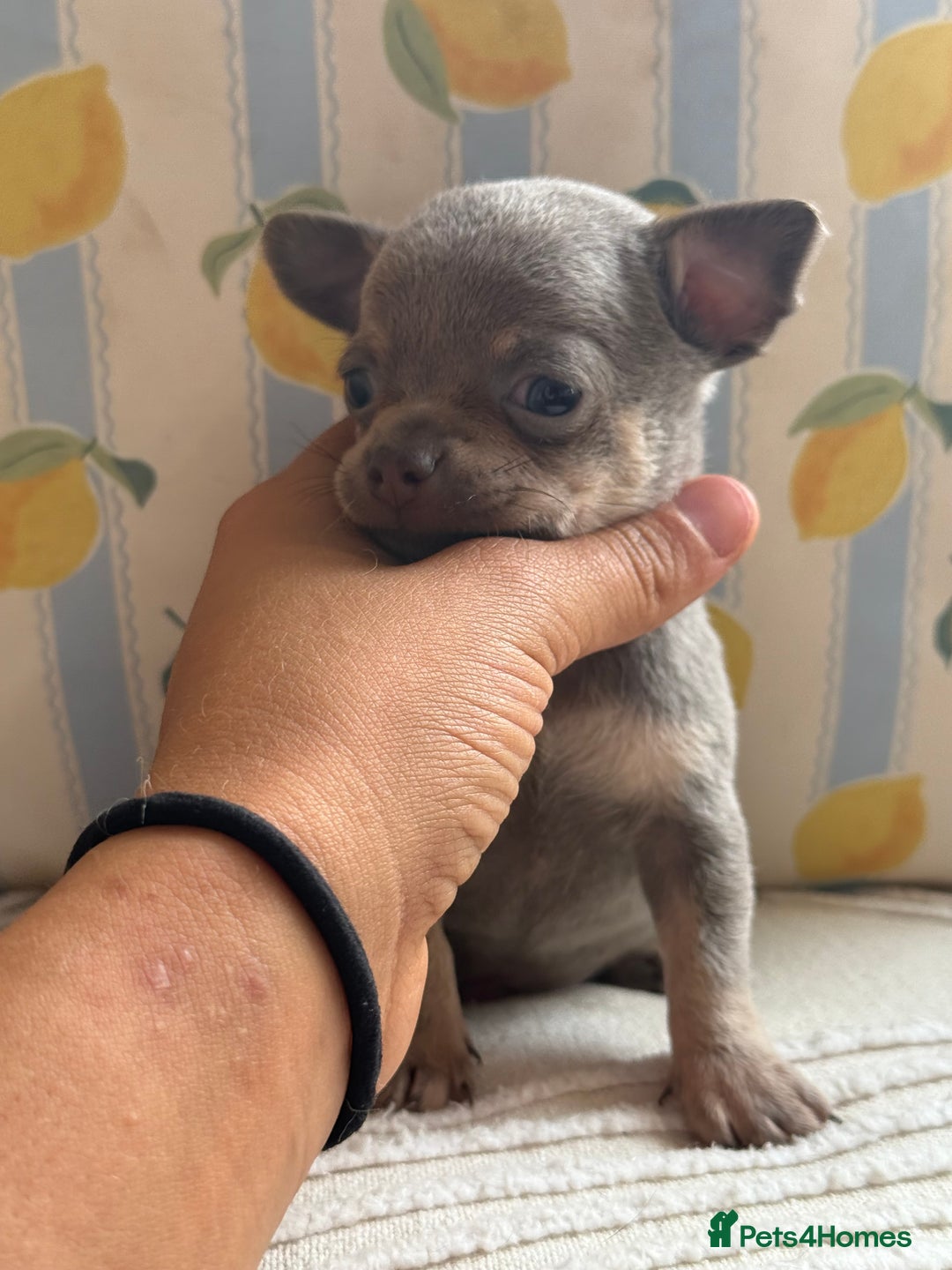 Chihuahua dogs for sale: Outstanding BLUE/TAN & LILAC/TAN puppies  - Image 10