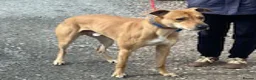 Mixed Breed dogs for adoption: Friendly boy Pablo wants a loving forever home - Advert 1