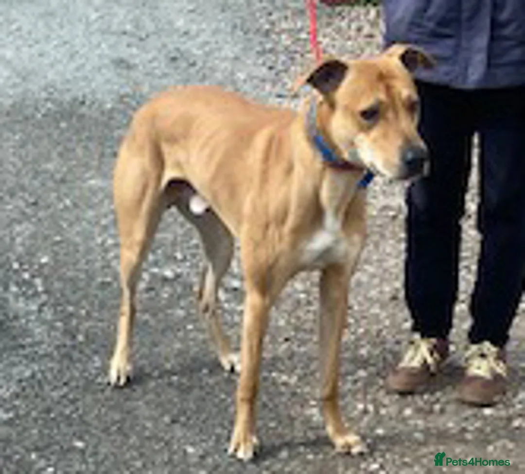 Mixed Breed dogs for adoption: Friendly boy Pablo wants a loving forever home - Advert 1