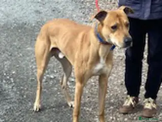 Mixed Breed dogs Friendly boy Pablo wants a loving forever home - Advert 10