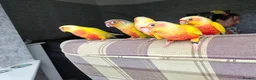 Conures birds for sale: Suncheek baby Handreared Conures - Advert 3