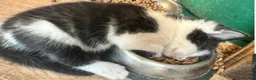Mixed Breed cats for sale: Ivy's 12 little kittens are ready for a new home! - Advert 8