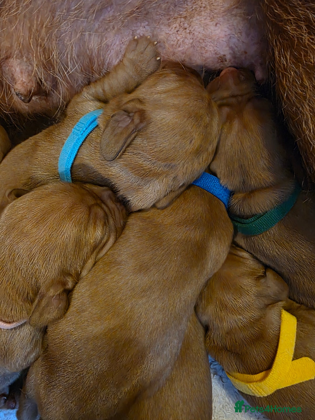 Mixed Breed dogs for sale: Hungarian vizsla cross cocker spaniel puppies - Advert 12