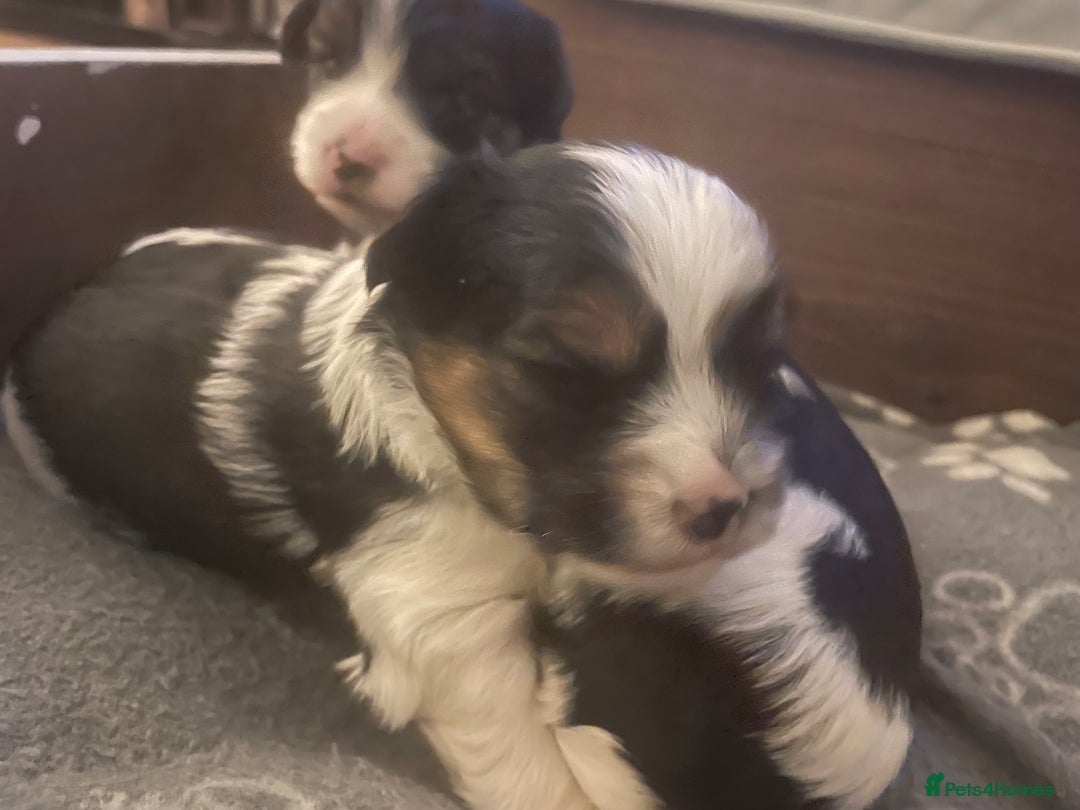 Biewer Terrier dogs for sale: Biewer Terrier Puppies - Advert 23