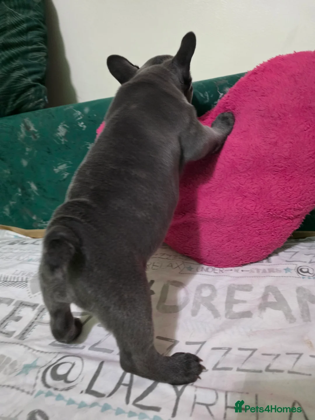 French Bulldog dogs for sale: Beautiful Blue French bulldog  - Advert 14