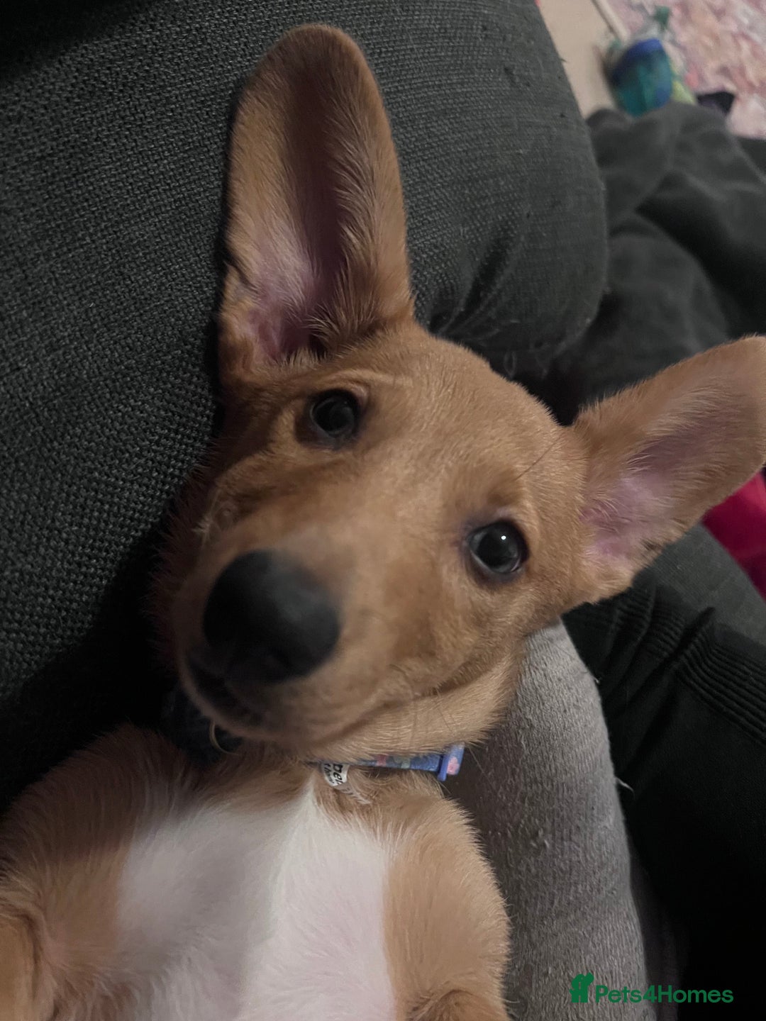 Mixed Breed dogs for sale: Dorgi Female Puppy - Advert 5