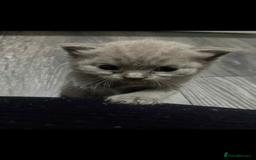 British Shorthair cats for sale: British shorthair kittens  - Image 10