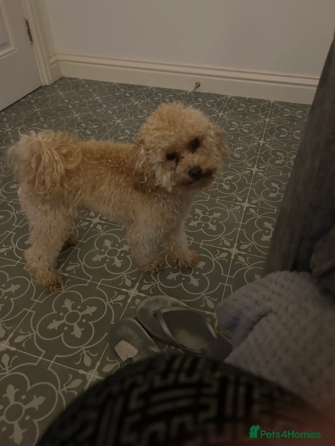 Toy Poodle dogs for stud:  proven tiny 2.3kg KC registered red toy poodle  in Devizes - Advert 6