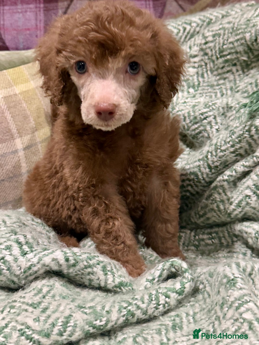 Miniature Poodle dogs for sale: Beautiful Miniature Poodle pups  - Advert 5