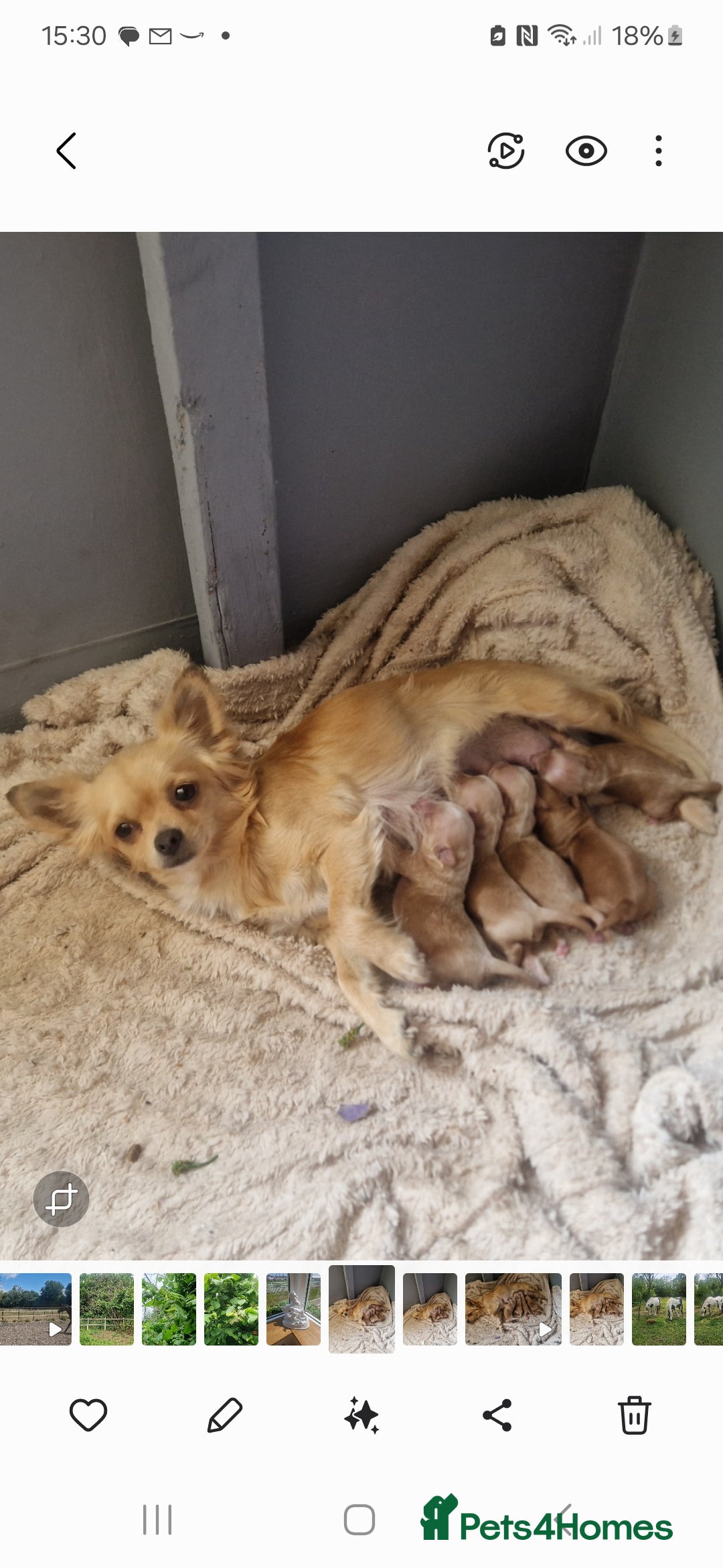 Chipoo dogs for sale: Poodle x Chihuahua  - Image 5
