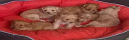 Cockapoo dogs for sale: Beautiful Cockapoo F1 puppies  - Advert 14