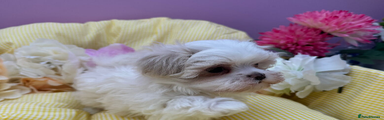Maltipoo Puppy 1