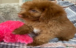Cockapoo dogs for sale: Stunning fox red cockapoo puppies PRA clear  - Image 21