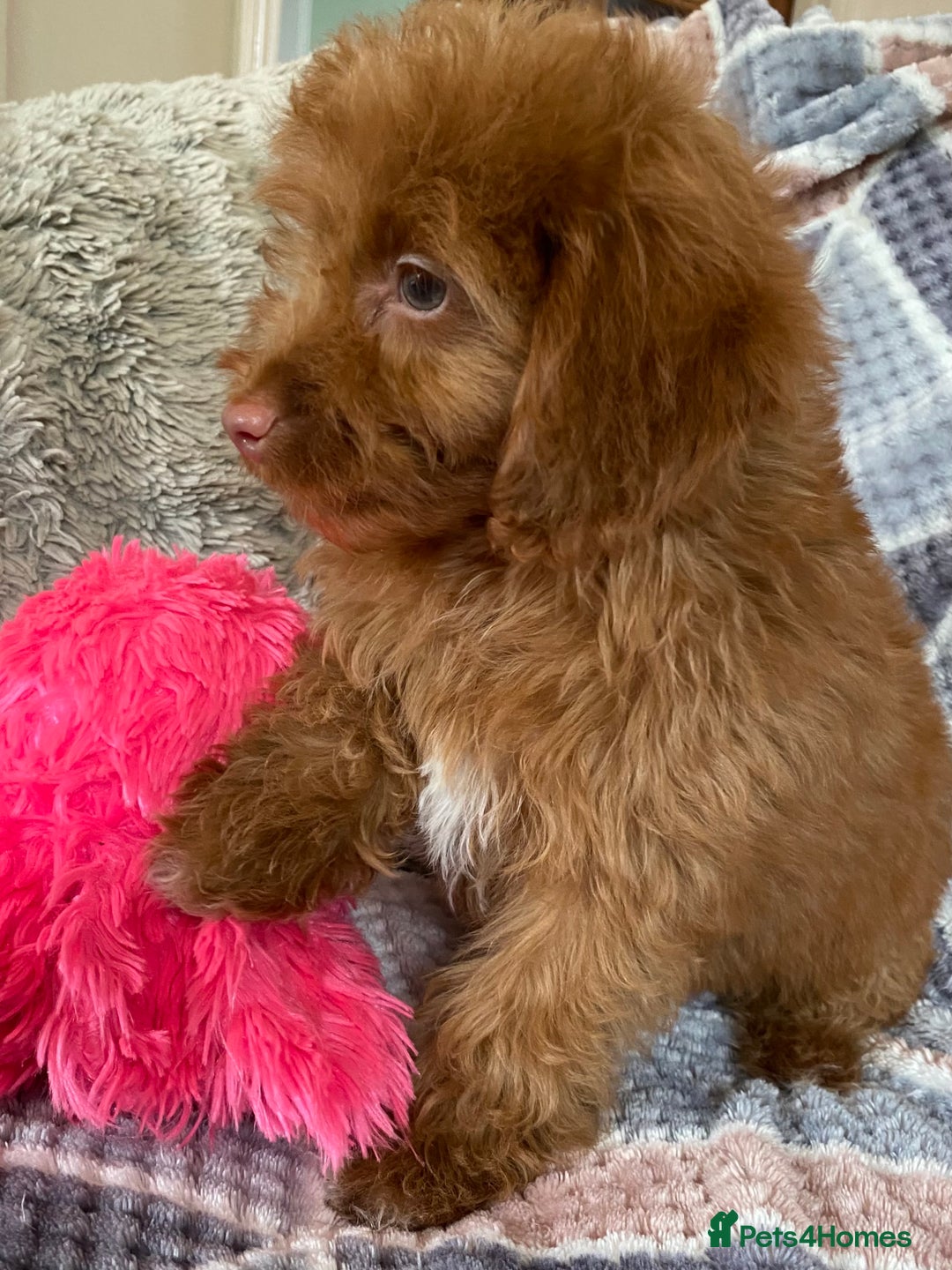 Cockapoo dogs for sale: Stunning fox red cockapoo puppies PRA clear  - Image 21