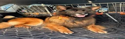 German Shepherd dogs for stud: BIG BONDED LONG HAIRED GERMAN SHEPHERD STUD - Advert 9