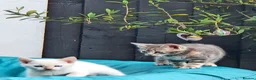 Mixed Breed cats for sale: 4 Gorgeous and playful kittens - Advert 10