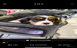 Cavalier King Charles Spaniel dogs for sale: king charles cavalier  - Image 11