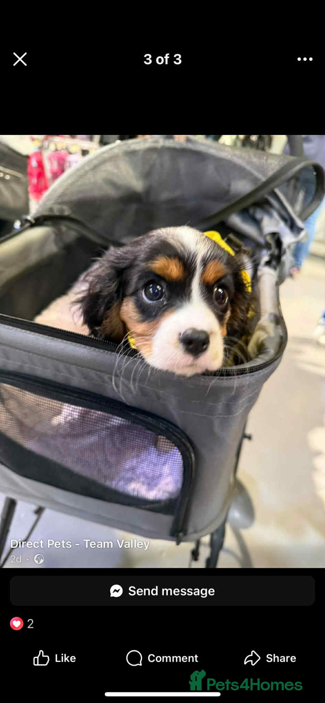 Cavalier King Charles Spaniel dogs for sale: king charles cavalier  - Image 11