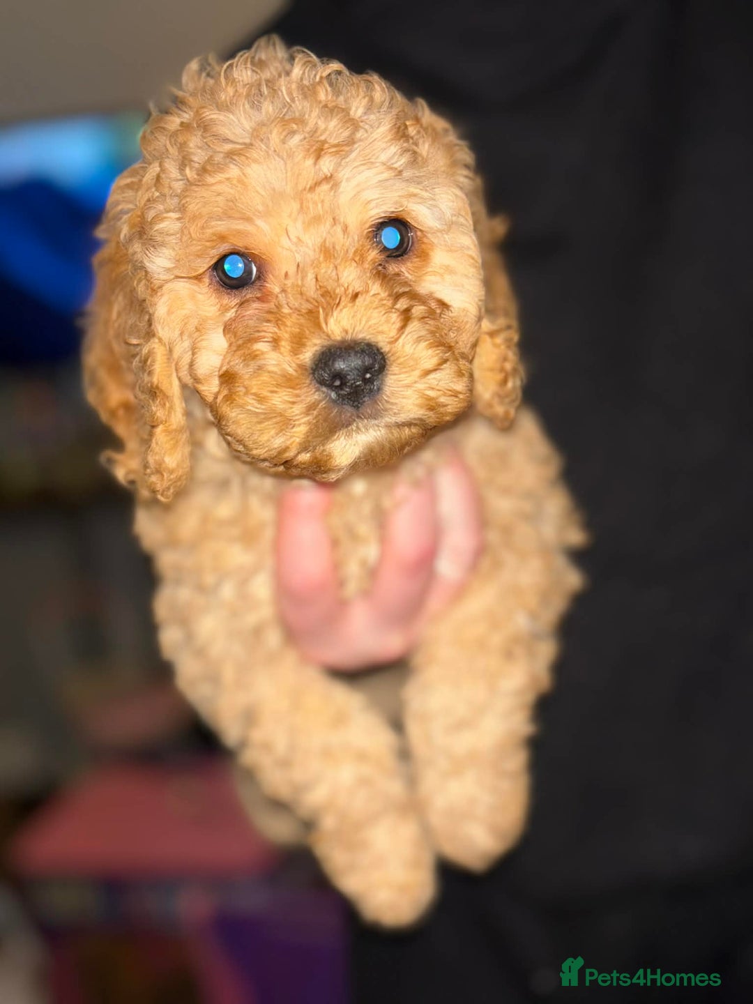 Cockapoo dogs for sale: ***BEAUTIFUL F1B COCKAPOOS*** - Advert 18