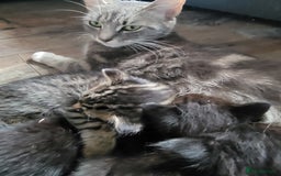 Mixed Breed cats for sale: 5 Beautiful kitten for sale - Image 9