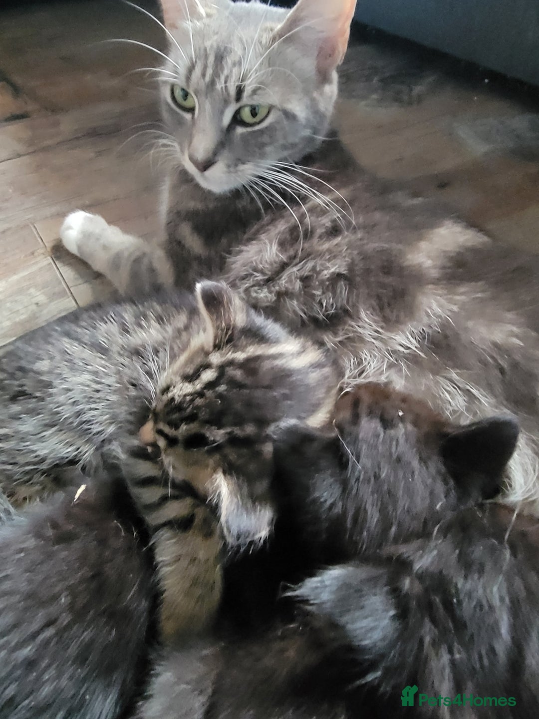 Mixed Breed cats for sale: 5 Beautiful kitten for sale - Image 9