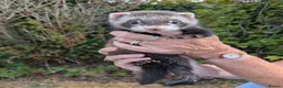 Ferret rodents for sale: Bady Ferrets  - Advert 1