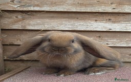 French Lop rabbits for sale: Outstanding French lops - Image 2