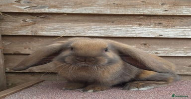French Lop rabbits - Advert 12