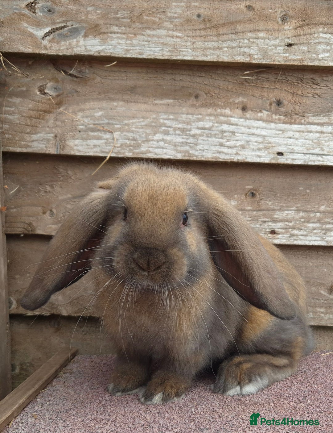 French Lop rabbits for sale: Outstanding French lops - Image 2