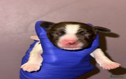 English Springer Spaniel dogs for sale: English springer spaniel.Ready to leave 21/11/25 - Image 17