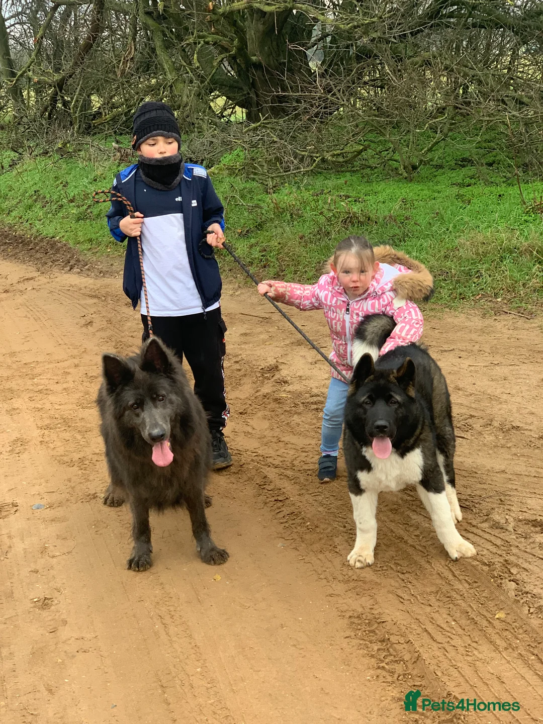 Akita dogs for stud: Akita for STUD only - Advert 9