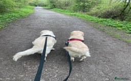 Golden Retriever dogs for sale: Meet Georgie & Bruno – Our Loving Golden Duo - Image 3