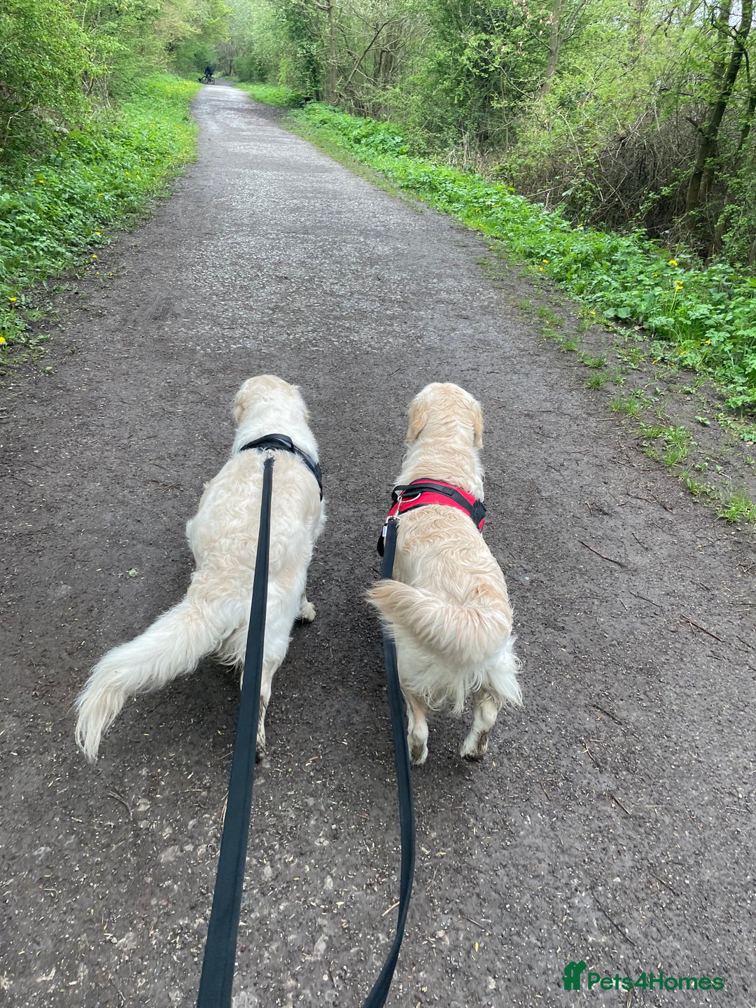 Golden Retriever dogs for sale: Meet Georgie & Bruno – Our Loving Golden Duo - Image 3