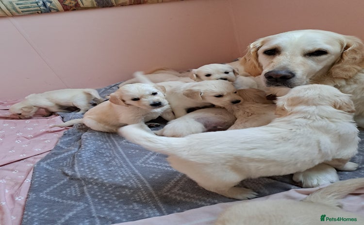 Golden Retriever dogs - Advert 1