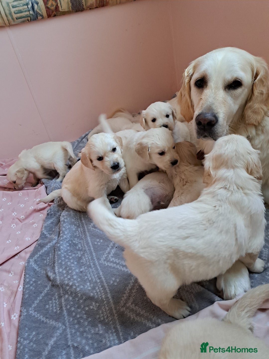 Golden Retriever dogs for sale: Golden retriever puppies  - Image 1