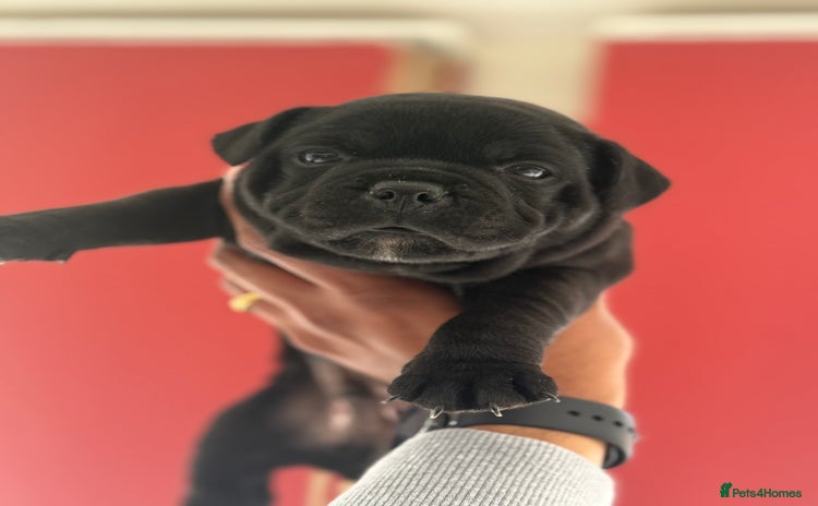 Staffordshire Bull Terrier dogs - Advert 2