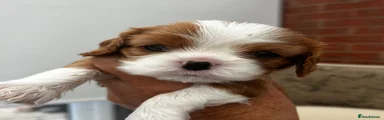 Cavalier King Charles Spaniel Puppy 2