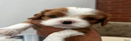 Cavalier King Charles Spaniel dogs for sale: Stunning cavalier boys  - Advert 3