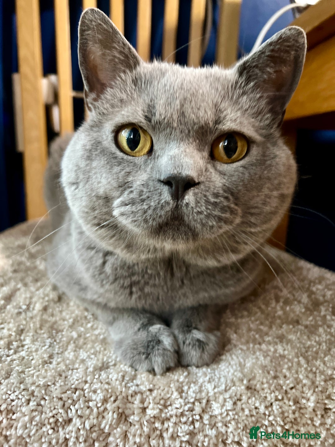 British Shorthair cats for stud: GCCF Active Registered Blue British Shorthair in Bristol - Advert 5