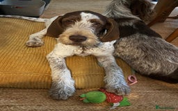 Italian Spinone dogs for sale: ITALIAN SPINONE WAITING LIST OPEN -DUE OCT - Image 38