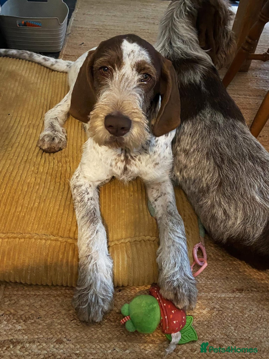 Italian Spinone dogs for sale: ITALIAN SPINONE WAITING LIST OPEN -DUE OCT - Image 38