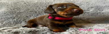 Miniature Dachshund 1