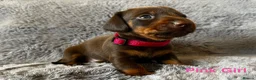 Miniature Dachshund dogs for sale: Gorgeous Miniature Dachshund puppies - Advert 5