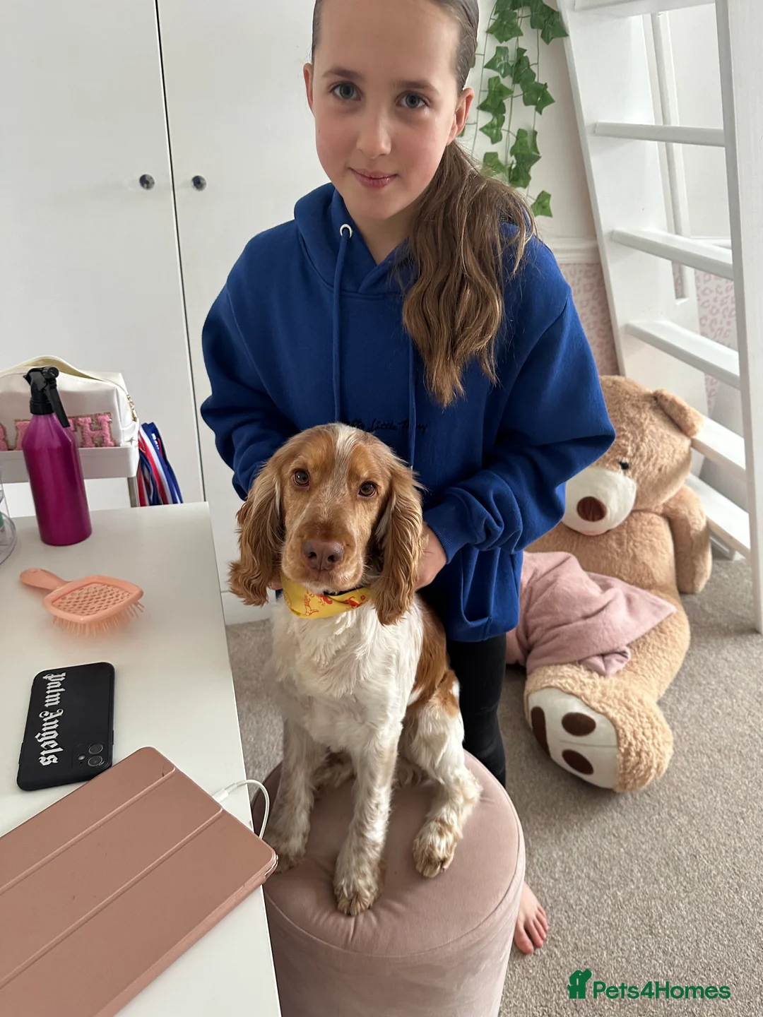 Cocker Spaniel dogs for stud: KC Reg Show Cocker Spaniel- Extensively DNA tested in Warrington - Advert 18