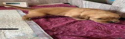 Golden Retriever dogs for sale: 🐾 Gorgeous pedigree Golden Retriever Puppies - Advert 10