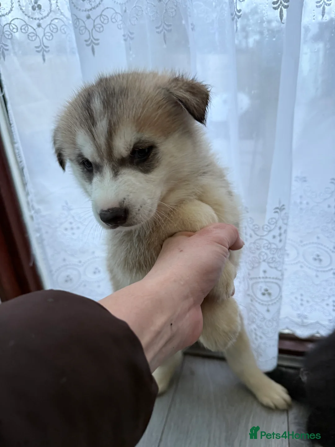 Siberian Husky dogs for sale: Puppies Siberian Huskies  - Advert 23