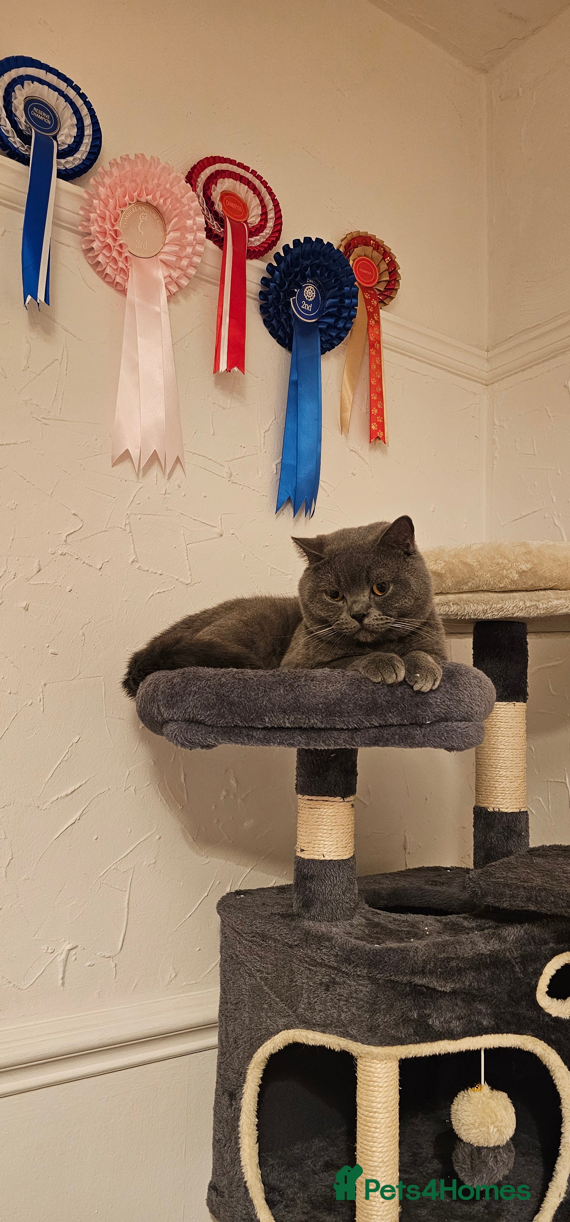British Shorthair cats British Shorthair male looking for a new home 🐾 - Advert 14