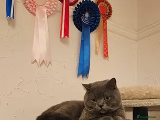 British Shorthair cats British Shorthair male looking for a new home 🐾 - Advert 14