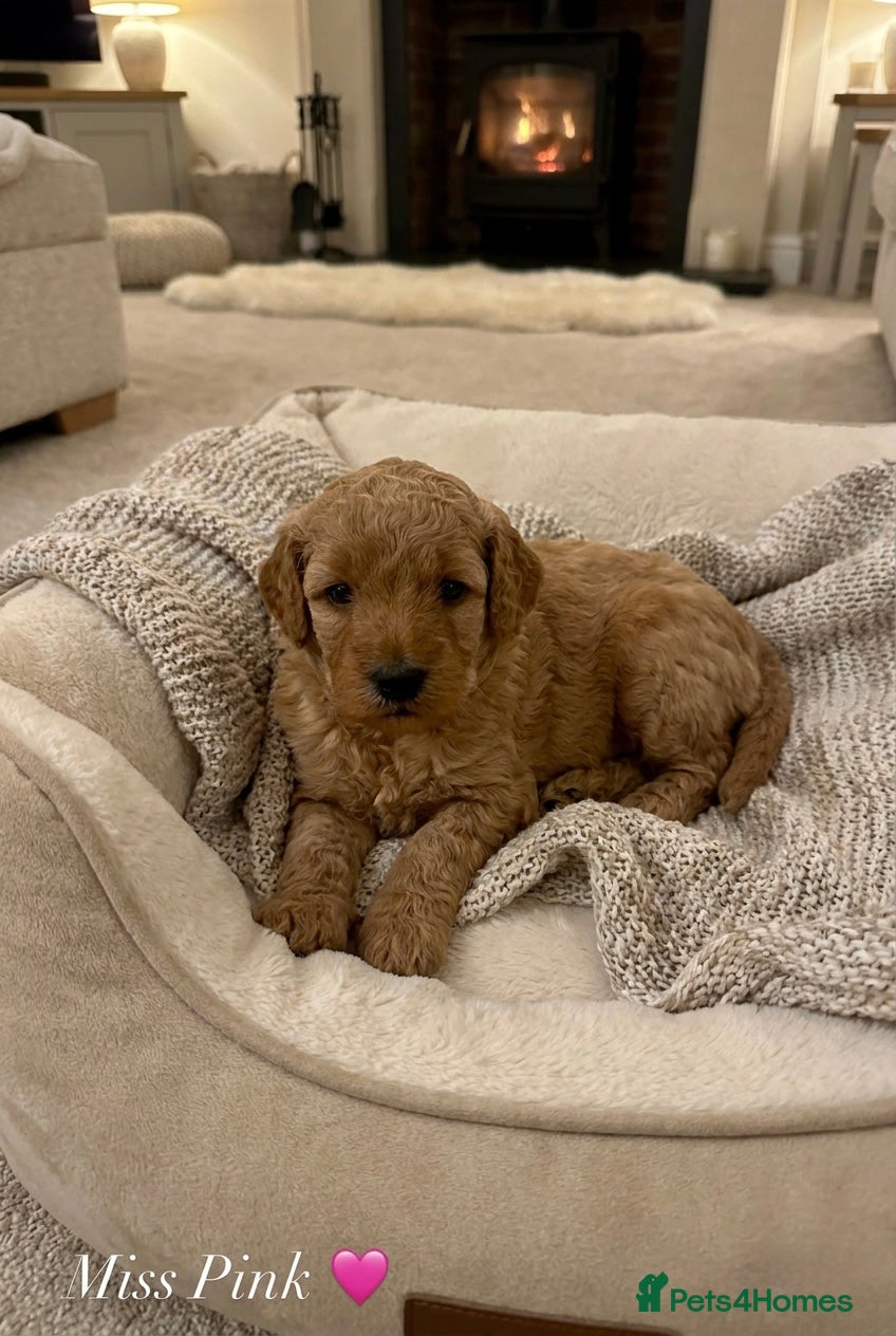 Australian Labradoodle dogs 🌟 Australian Labradoodle Puppies  🌟 - Advert 12