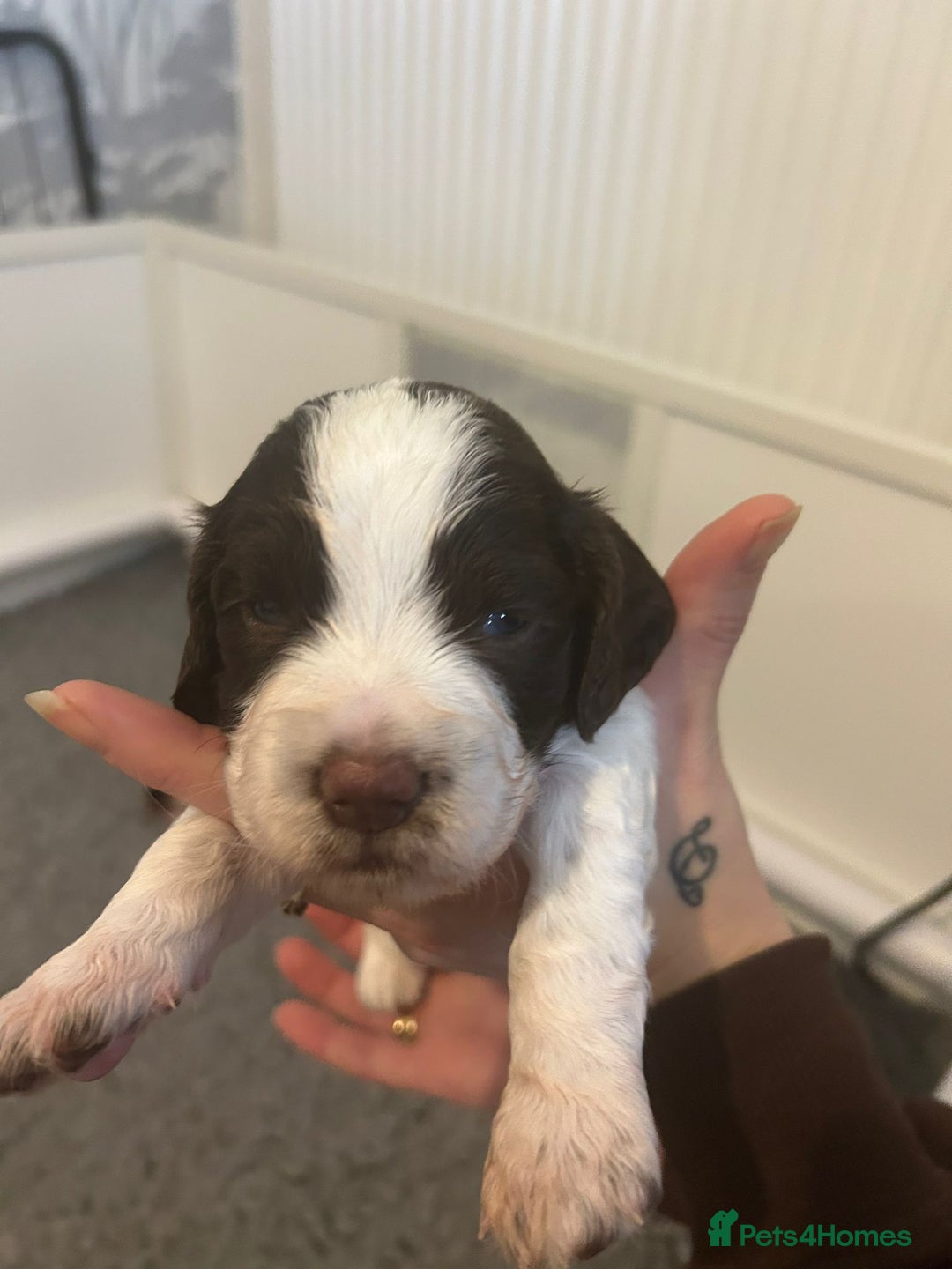English Springer Spaniel dogs for sale: Adorable Springer Spaniel Puppies - Image 36